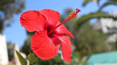 Hibiscus Flower Wallpaper 42 Pictures Wallpaperset