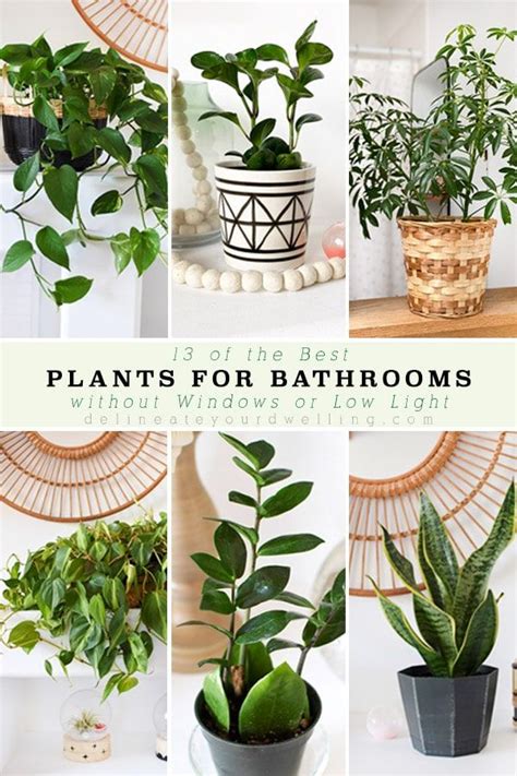 Low Light Bathroom Plants | Home Inspiration