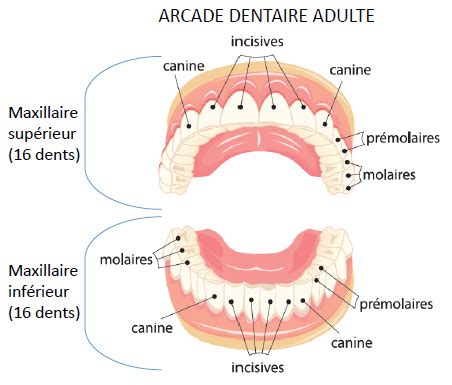 Anatomie de la dent nom et fonction des dents éruption des dents les