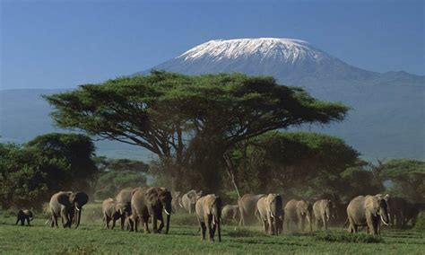 Amboseli National Park Safari | Explore Amboseli National Park