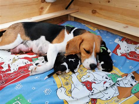 Beagle König - Reinrassige Tricolor Beagle Welpen - Aktuelle Wurf