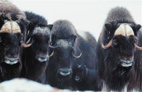 Musk Ox Facts And Pictures