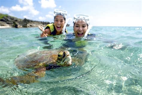 渡嘉敷島 ウミガメ の遊び・体験【アソビュー！】