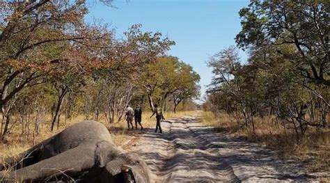 Cientos De Elefantes Murieron En Frica Y Cerca De Saber Por Qu