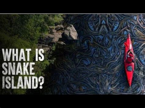 World Most Dangerous Place The Snake Island Of Brazil Snakeislands