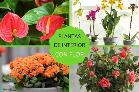 Fotos De Plantas Ornamentales Con Nombres