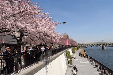 【東京賞櫻自由行】盤點13個東京賞櫻必去景點推薦 Saydigi 點子科技生活