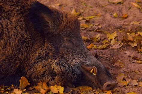 Afrikanische Schweinepest In Deutschland Alle Infos Zur Seuche