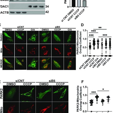 S Proteasome Subunit Psmb And Proteasomal Activity Are