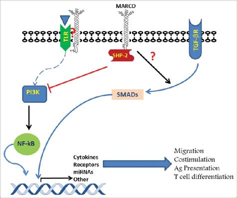 Possible mechanisms underlying modulation of TLR-induced DC activation... | Download Scientific ...