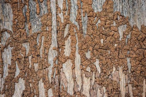 Damage wood wall by termite — Stock Photo © benedixs #88464740