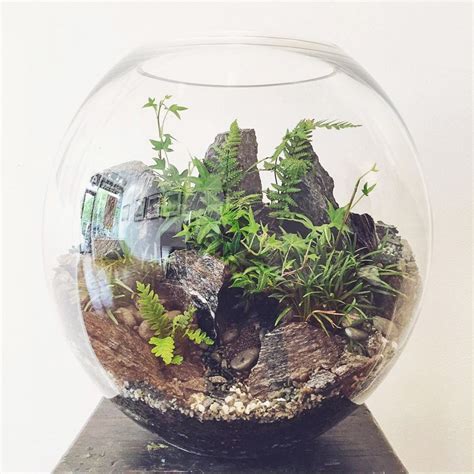 Extra Large Terrarium Containers