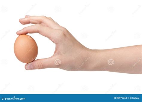 13 140 Hand Holding Egg Stock Photos Free Royalty Free Stock Photos