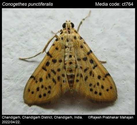 Conogethes punctiferalis (Guenée, 1854) - Yellow Peach Moth | Moths