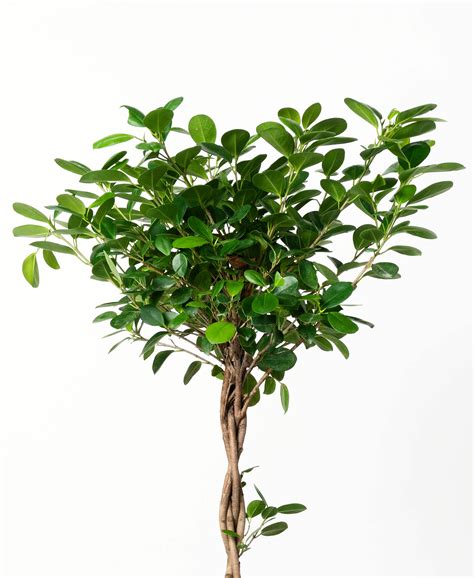 Ficus 101: How to Care for Ficuses | Bloomscape