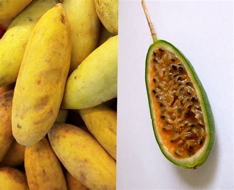 Passionfruit Banana Seeds Boondie Seeds