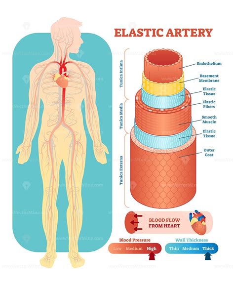 Aufkleber Elastic Artery Anatomical Vector Illustration Cross Section