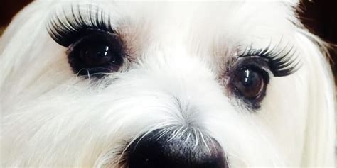 Batting Those Eyelashes Groomer To Groomer Pet Grooming News