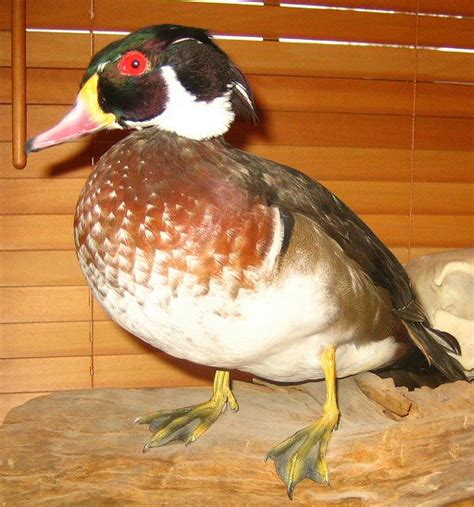 Bird Waterfowl Upland Game Taxidermy Waterfowl Taxidermy Duck Mounts