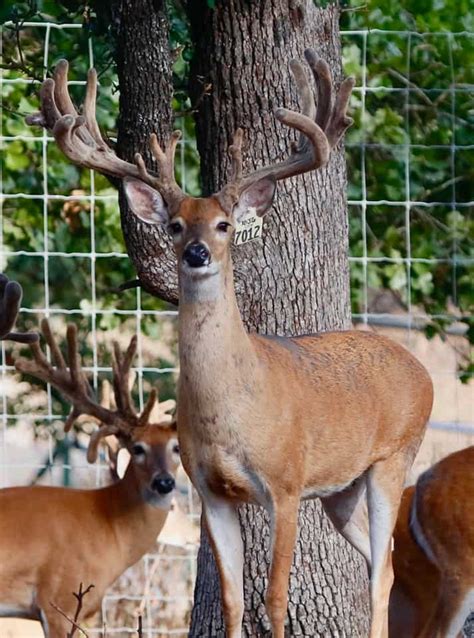 M Whitetails Year Old Whitetail Breeder Bucks That Can See Some