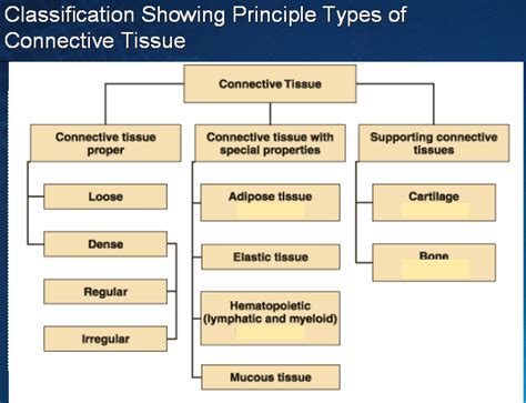 Connective Tissue Concept Map