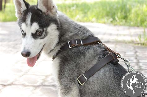 New Top Notch Siberian Husky Puppy Leather 【harness】 With Riveted