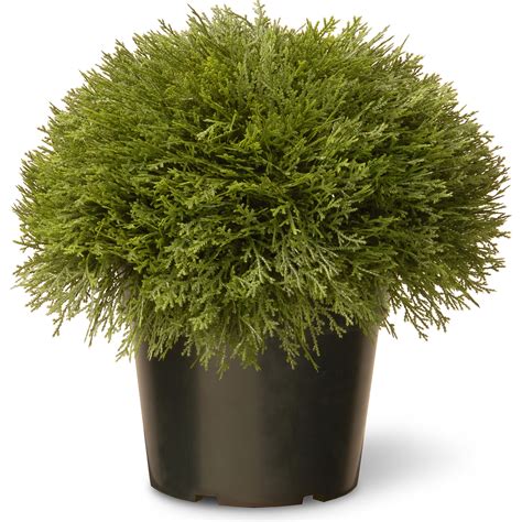 Árbol nacional de 15" Juniper Bush con el Verde de la Olla - Simaro.co