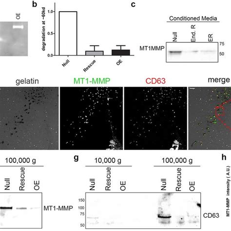 Enhanced Mt1 Mmp Secretion Coincides With Matrix Degradation A