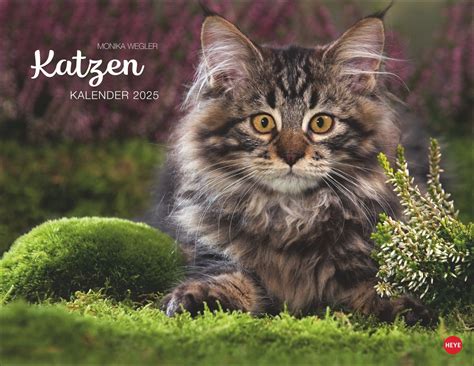 Kalender Monika Wegler Katzenkalender 2025 Online Kaufen