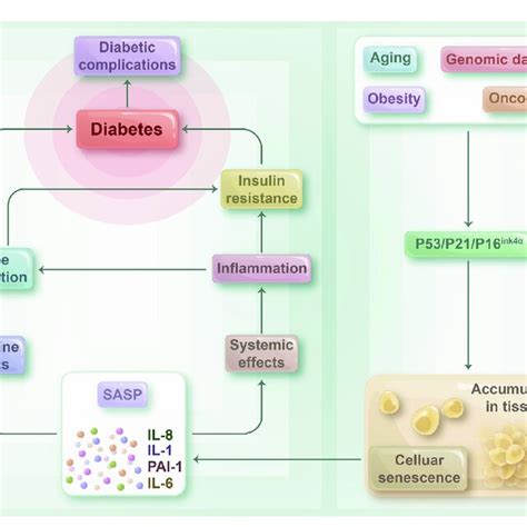 The Relationship Between Cellular Senescence And Diabetes Senescent