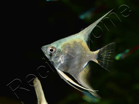 Platinum Blue Angelfish Pterophyllum Scalare South America