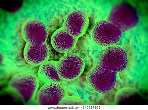 3d Rendering Neisseria Gonorrhoeae Bacteria 스톡 일러스트 640967506