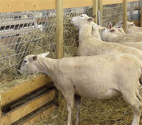 Build Your Own Feeders Premier1supplies Sheep Guide Hay Feeder Goat Feeder Sheep