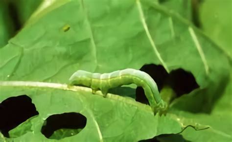 Tanda Tanda Tanaman Terserang Ulat Daun Dan Cara Pengendaliannya Infarm