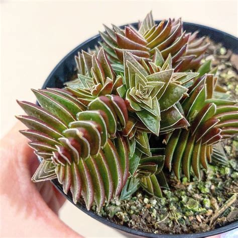 The Campfire Plant ‘Crassula Capitella’ | Succulent City