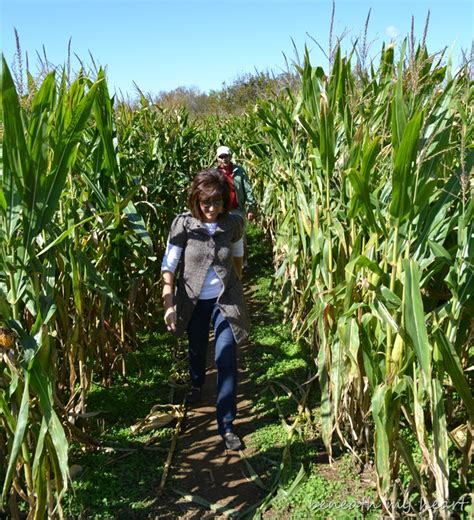 Family Fun at the Corn Maze - Beneath My Heart