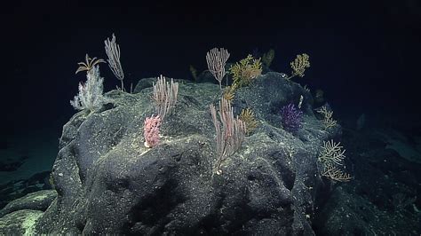 Discovering The Deep Exploring Remote Pacific Mpas Background A