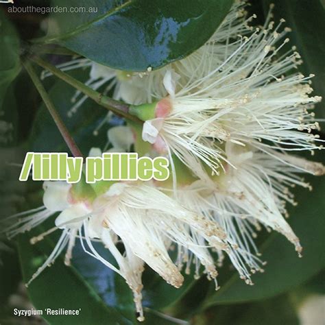 Growing Lilly Pilly – About The Garden Magazine