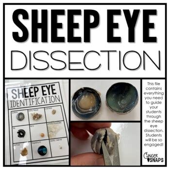 Sheep Eye Dissection Lab By Ginger Snaps Teachers Pay Teachers