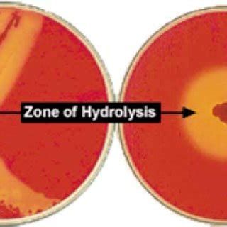 Plate Assay Showing Zone Of Hydrolysis Of Xylan By A Xylanase Producing