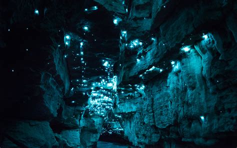 Bioluminescent Glow Worms Turn Million Year Old Caves Into Alien