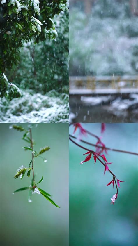 三月飘雪桃花雪竖屏短视频素材1080x1920高清视频素材下载编号10611420实拍视频光厂vj师网