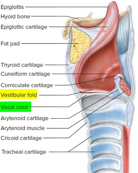 Pharynx Anatomy Function In Respiratory System