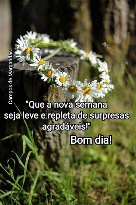 Pin De Angelita Lira Em Frases Bom Dia Com Flores Frases Delicada Belos Jardins