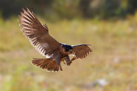 What Do Peregrine Falcons Eat Flybirdworld