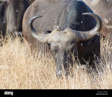 African Buffalo Images Hi Res Stock Photography And Images Alamy