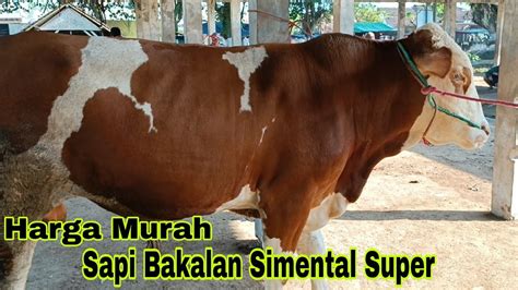 15 000 Nego Sapi Bakalan Simental Super Kelas Ekonomis Dijual Murah