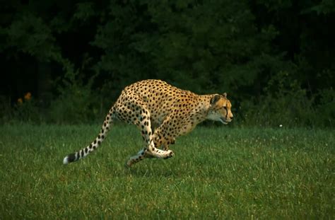 Cheetahs in slow motion.