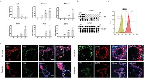 Trophoblast‐like tissue expresses markers of CTB identity, stemness ...