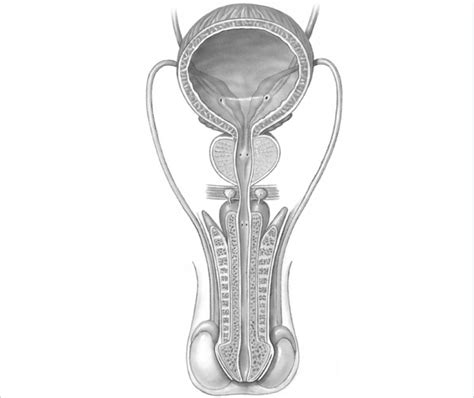 Male Reproductive System 2 Diagram Quizlet